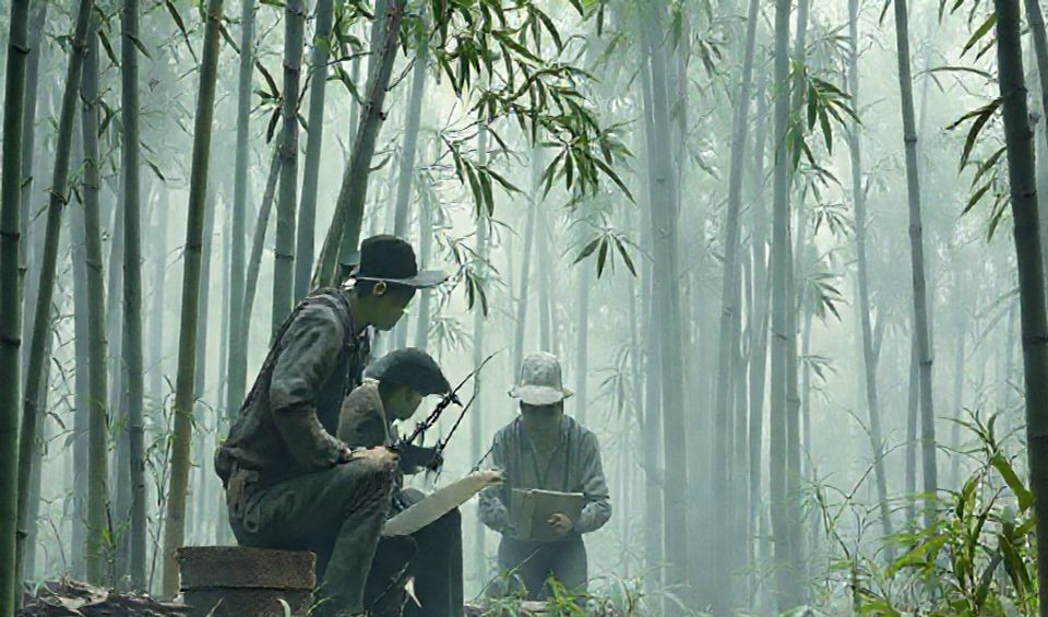 Bamboo forest showing tall stalks with sunlight filtering through