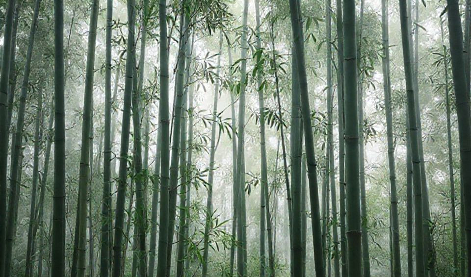bamboo
