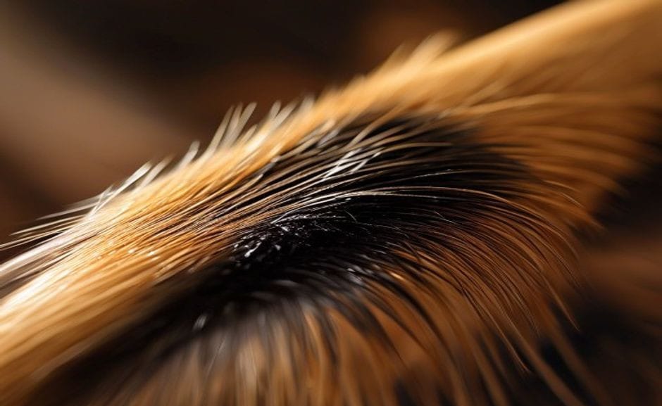 What is the single most important factor when choosing a Chinese calligraphy brush? The